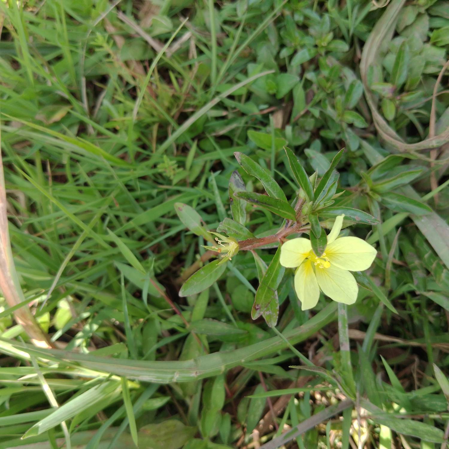 Onagraceae image