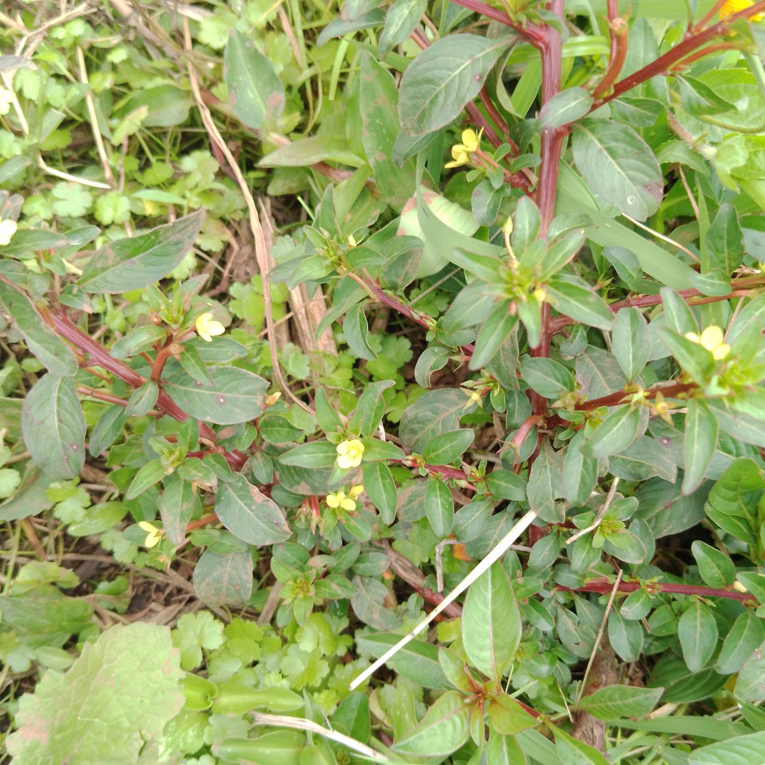 Ludwigia peploides image