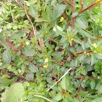 Image of Ludwigia peploides