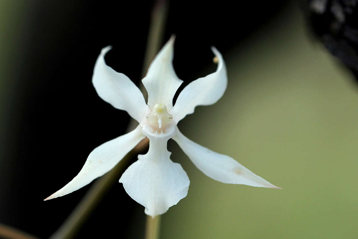 Aerangis kotschyana image