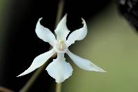 Aerangis kotschyana image
