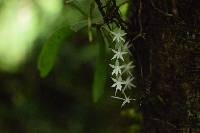Image of Aerangis ugandensis