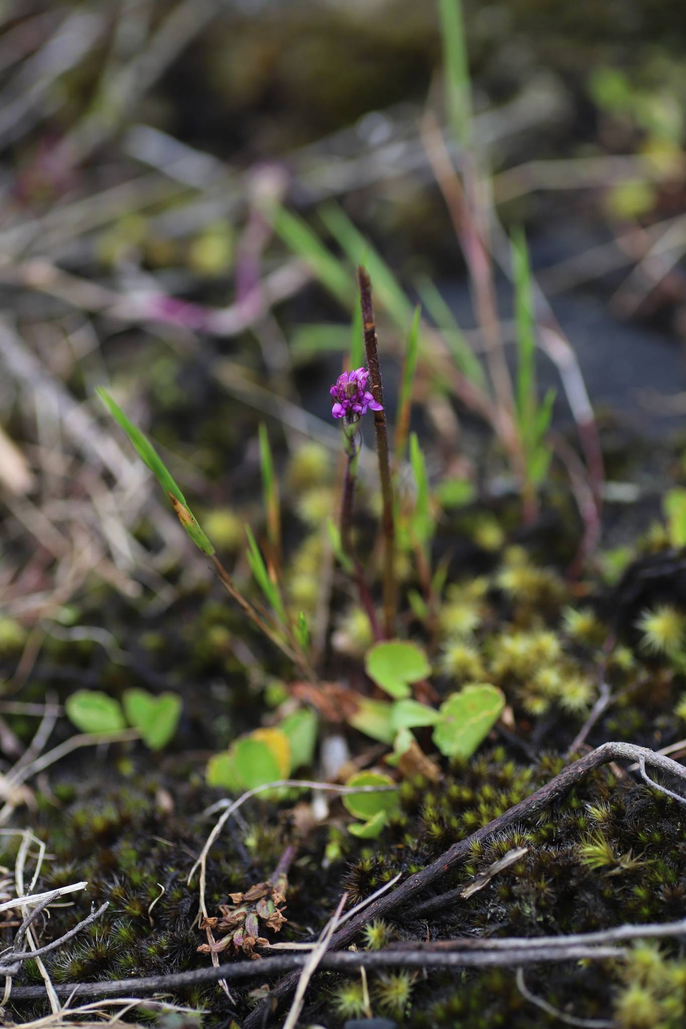 Cynorkis anacamptoides image