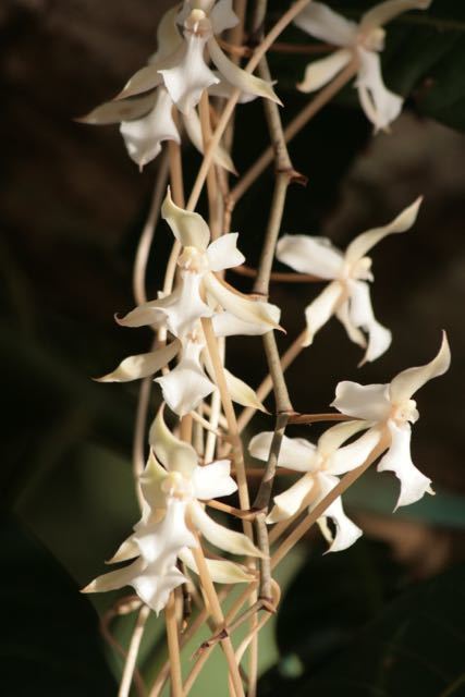 Aerangis image