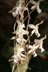 Aerangis kotschyana image
