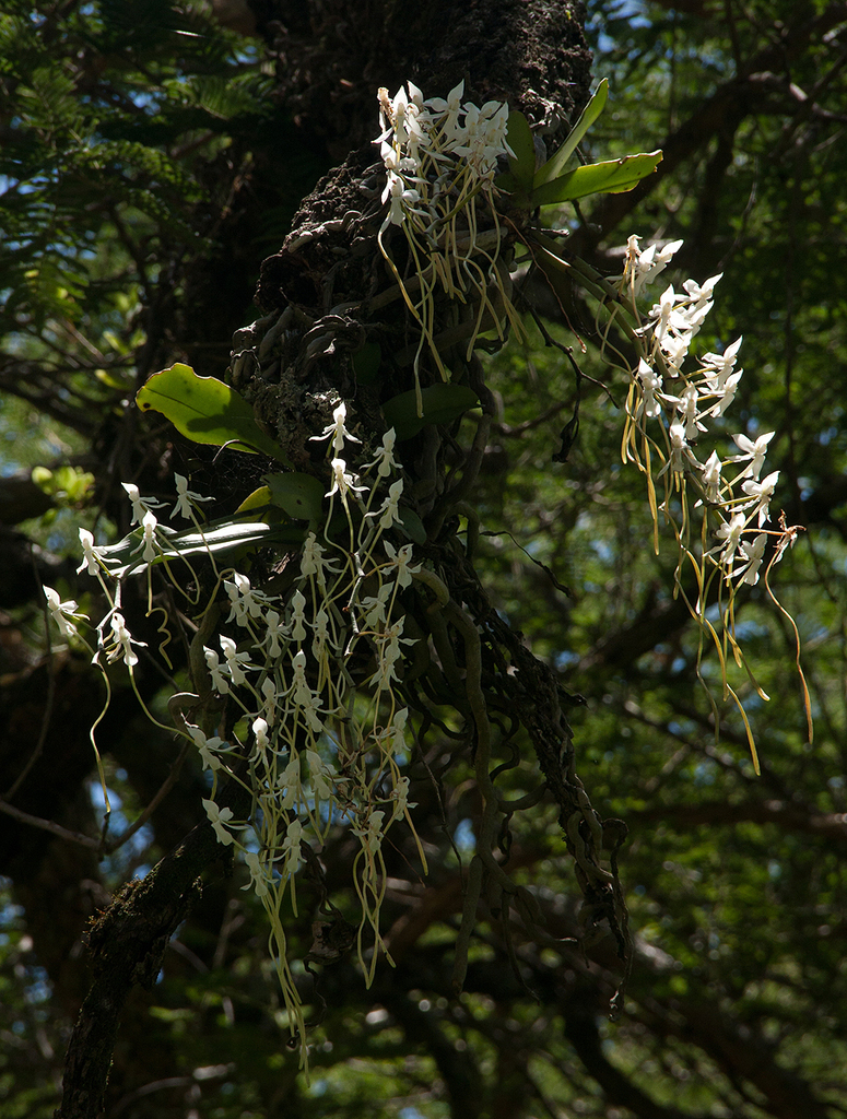 Aerangis verdickii image