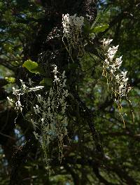 Image of Aerangis verdickii