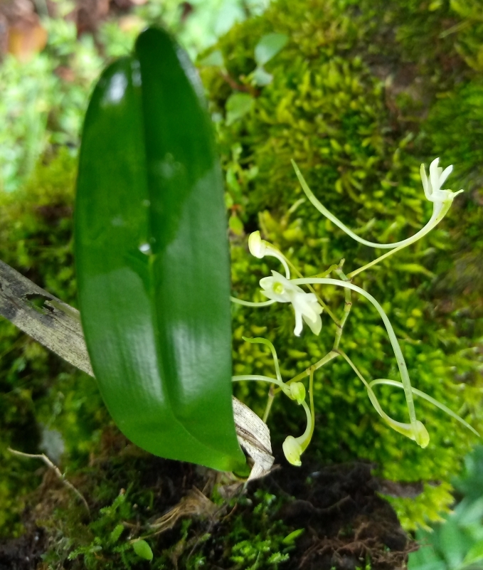 Orchidaceae image
