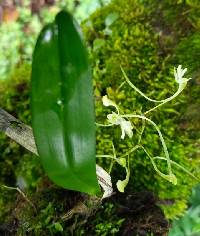 Image of Angraecopsis gracillima
