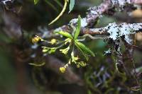 Image of Angraecum chamaeanthus