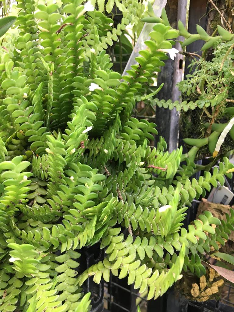 Angraecum distichum image