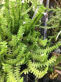 Image of Angraecum distichum