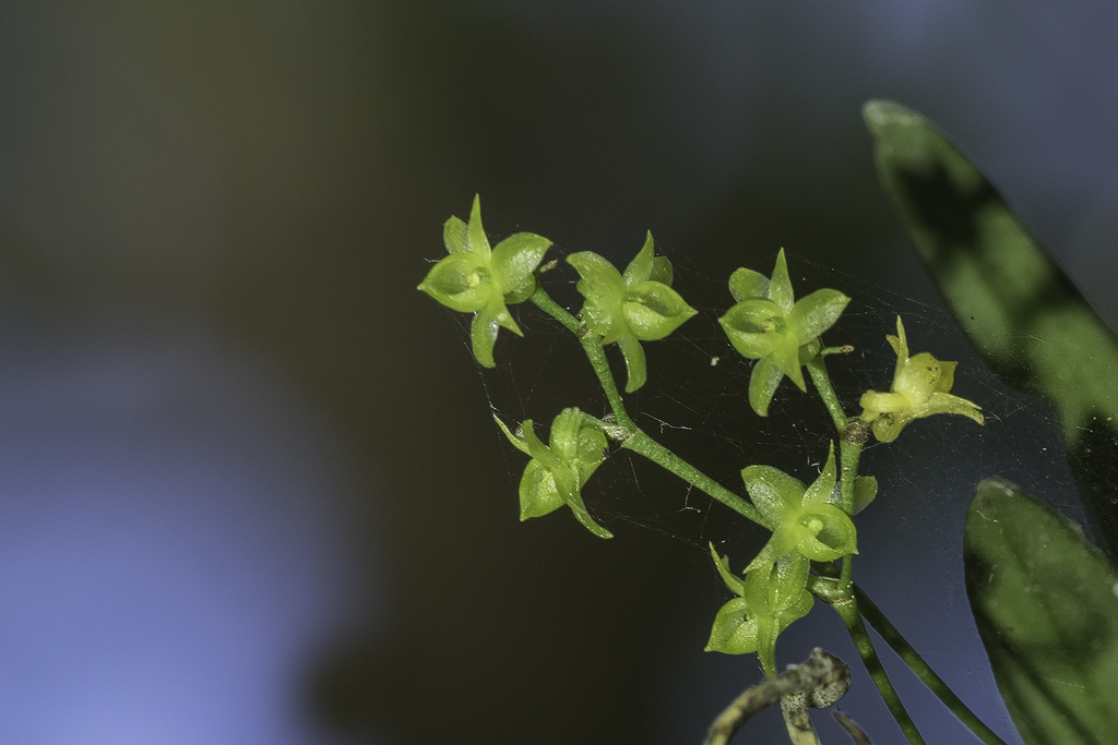 Angraecum sacciferum image