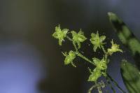 Image of Angraecum sacciferum
