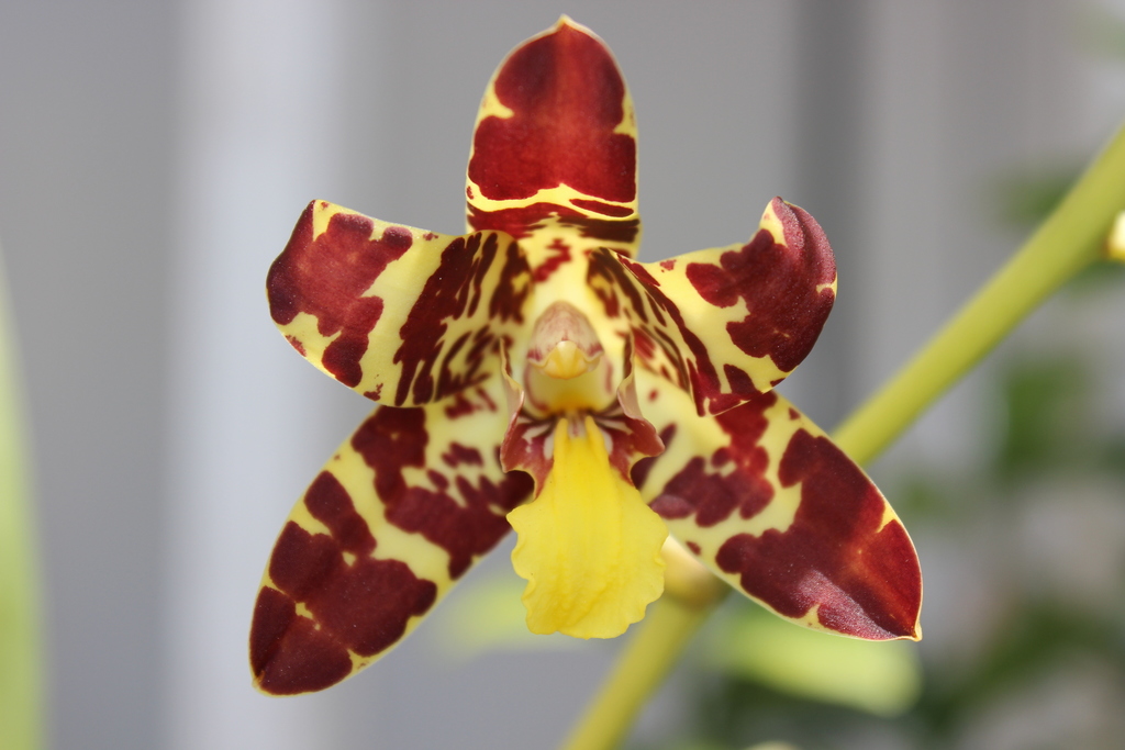 Ansellia africana image