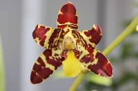 Image of Ansellia africana