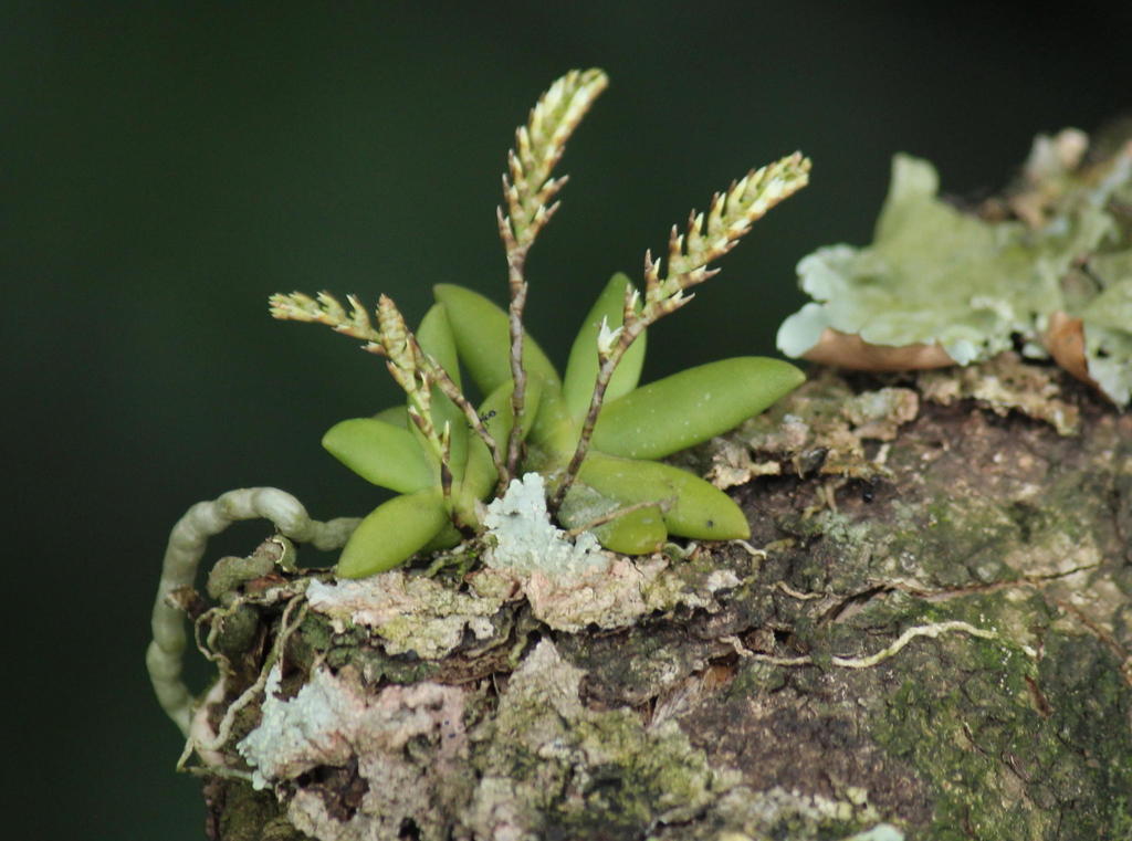 Bolusiella maudiae image