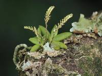 Image of Bolusiella maudiae