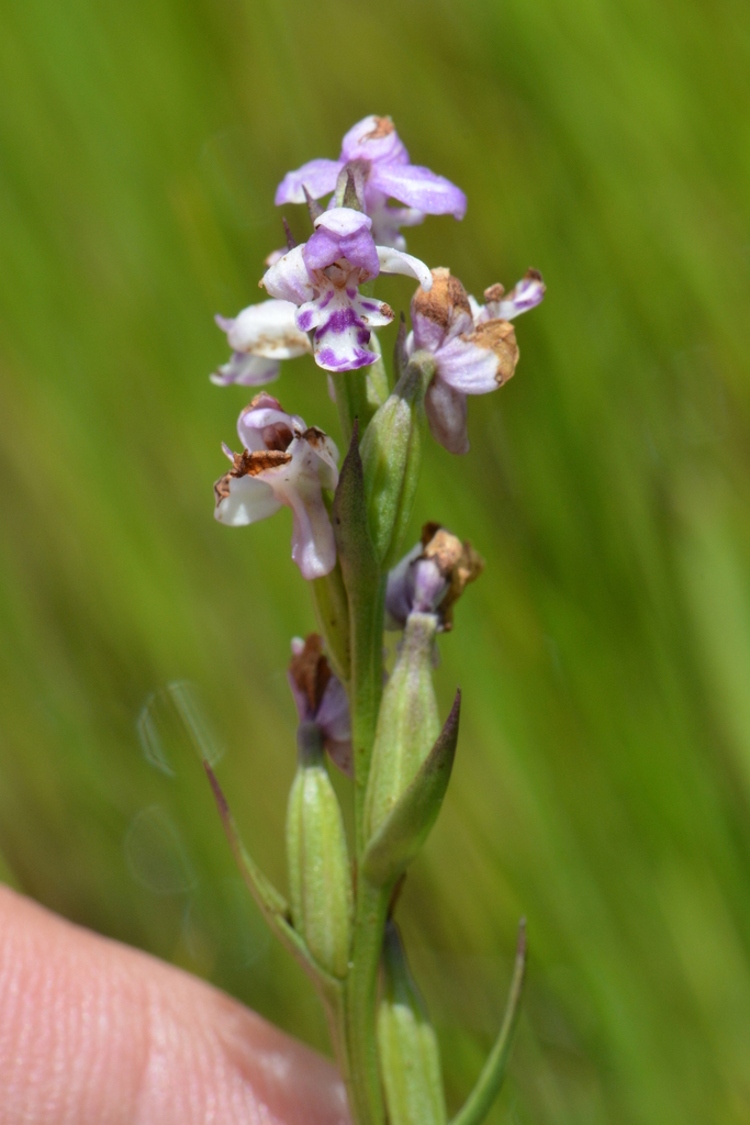 Brachycorythis image