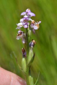 Image of Brachycorythis friesii