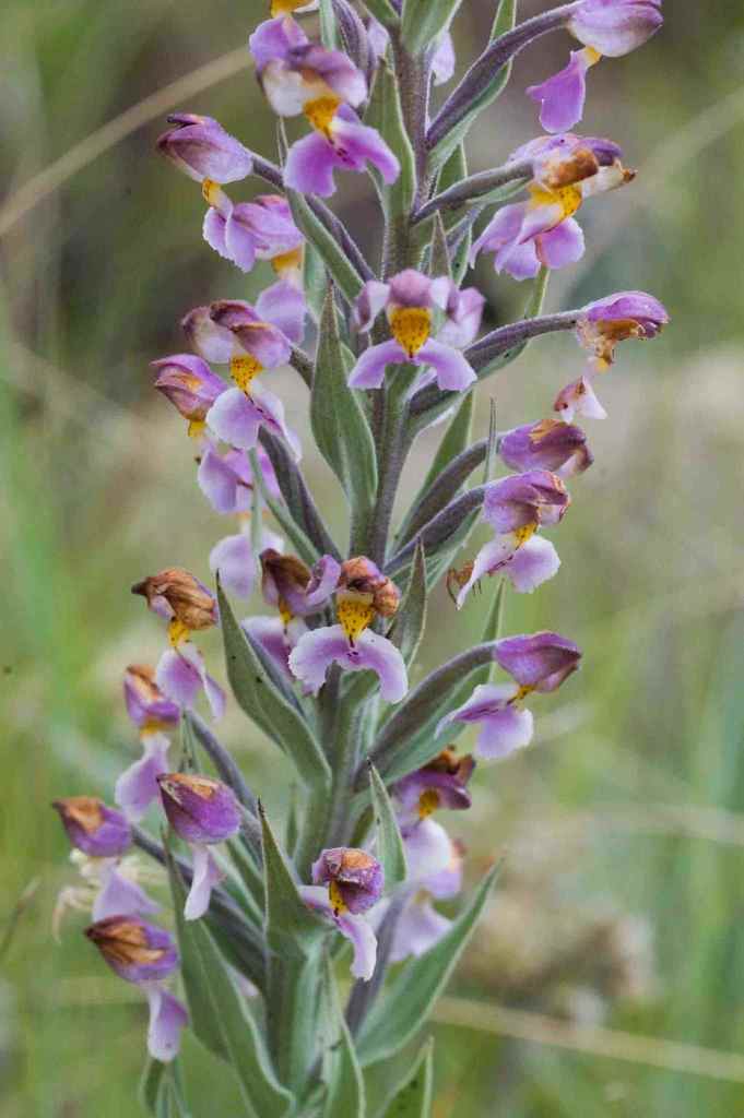 Brachycorythis pubescens image