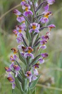 Image of Brachycorythis pubescens