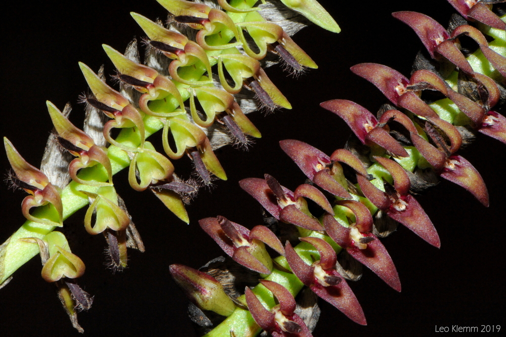 Bulbophyllum cochleatum image