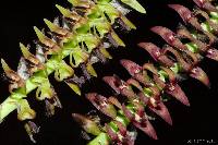 Image of Bulbophyllum cochleatum