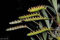 Image of Bulbophyllum falcatum