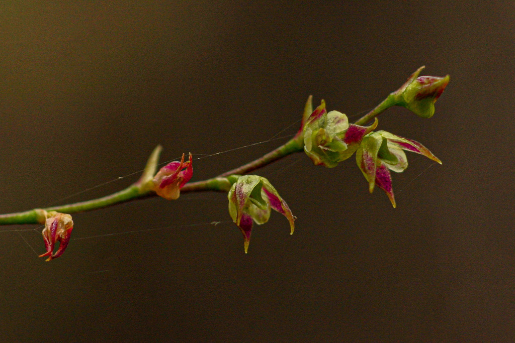 Bulbophyllum intertextum image