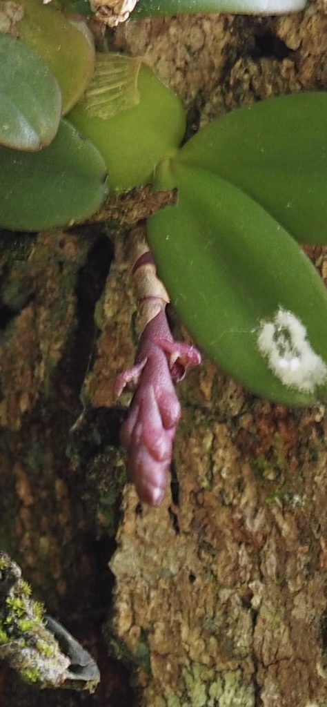 Bulbophyllum image