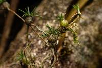Image of Bulbophyllum pseudohydra