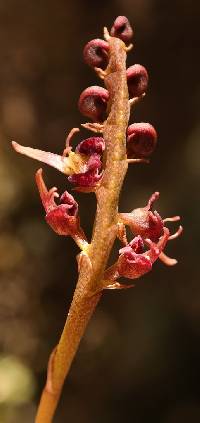 Image of Bulbophyllum sandersonii