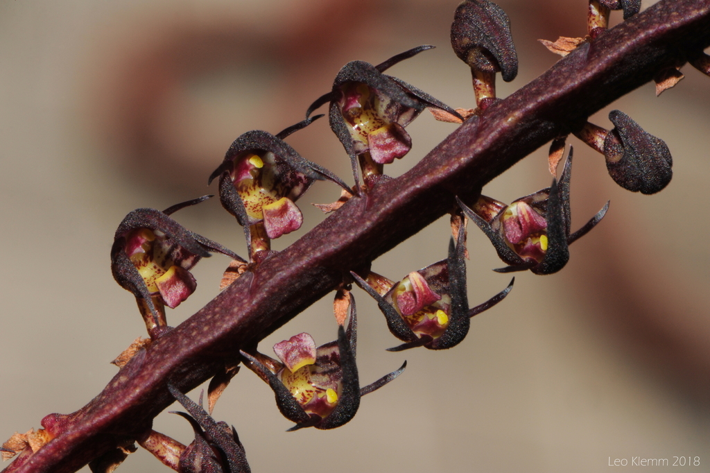 Bulbophyllum scaberulum image