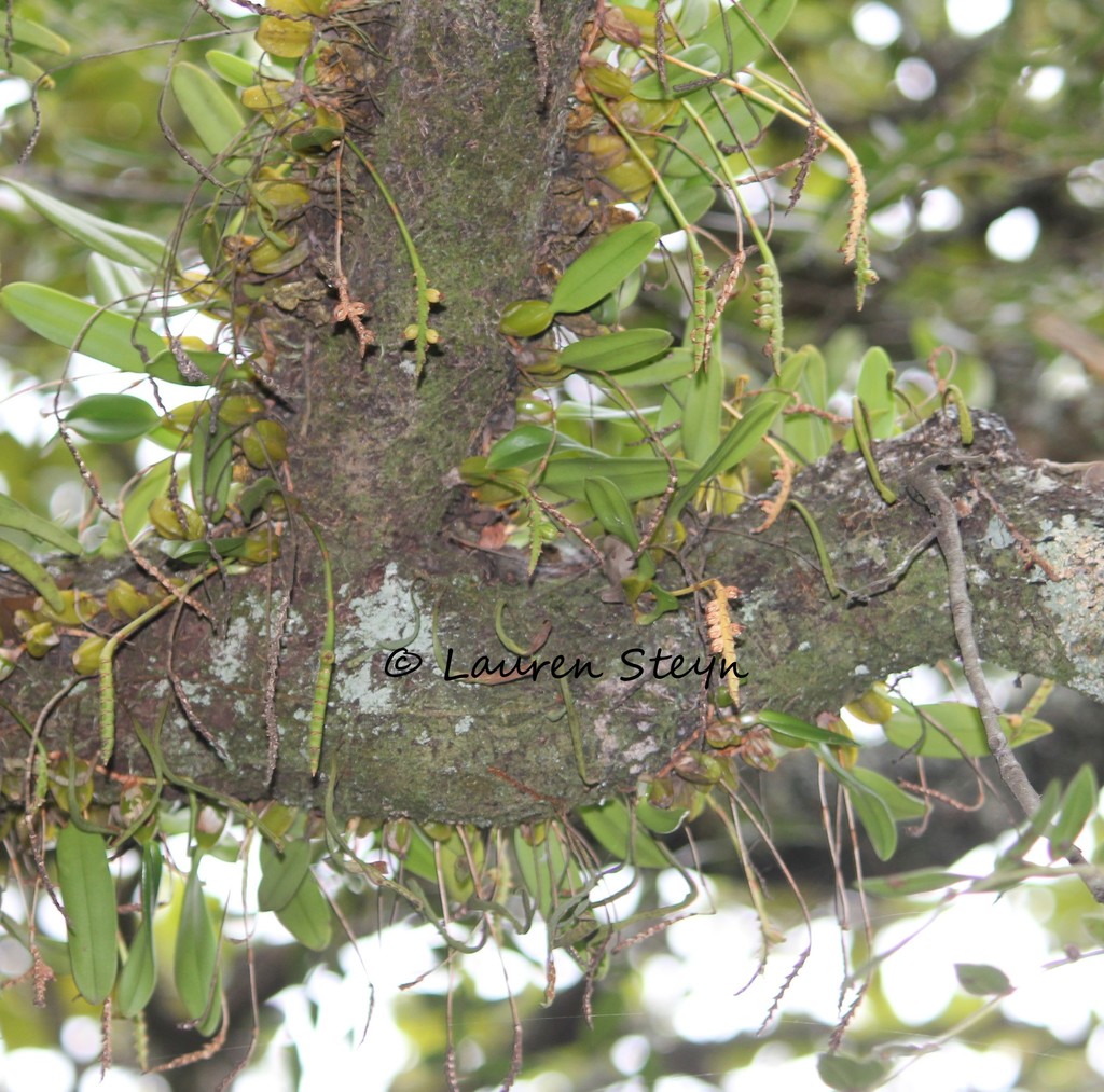 Bulbophyllum unifoliatum image