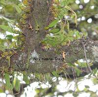 Image of Bulbophyllum unifoliatum