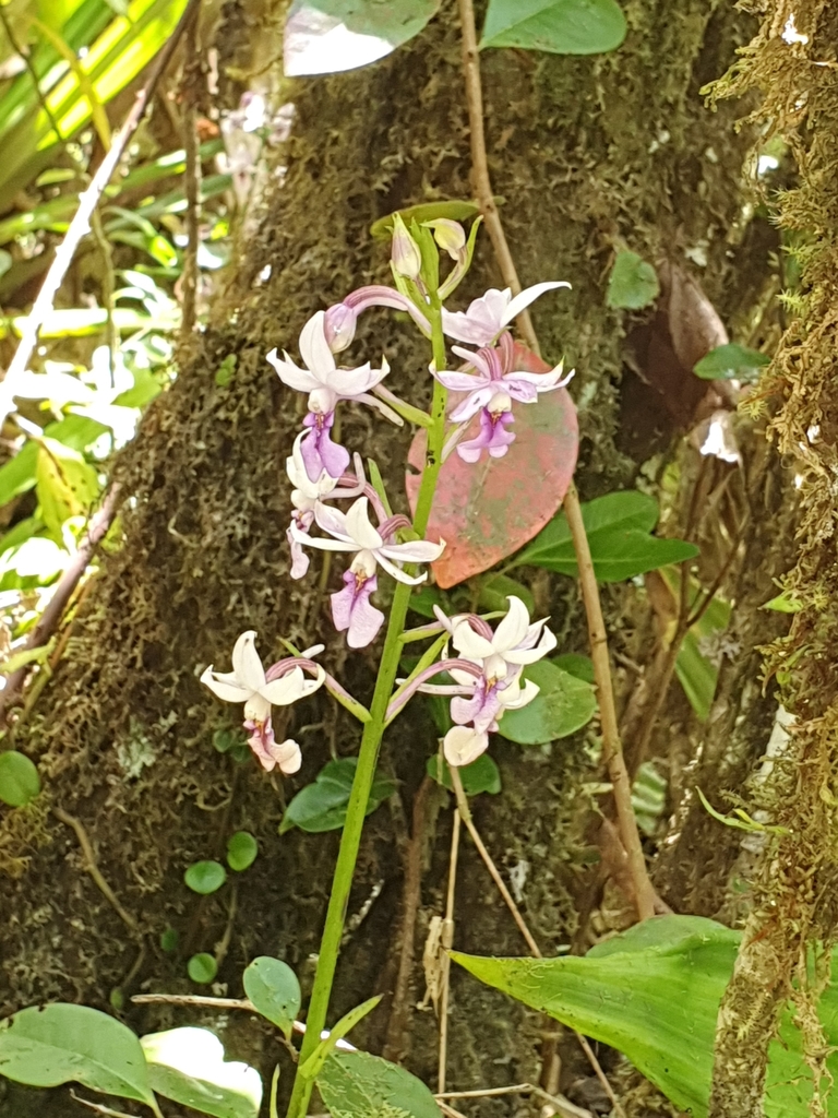 Calanthe sylvatica image