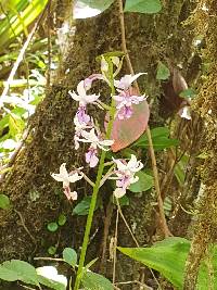 Image of Calanthe sylvatica