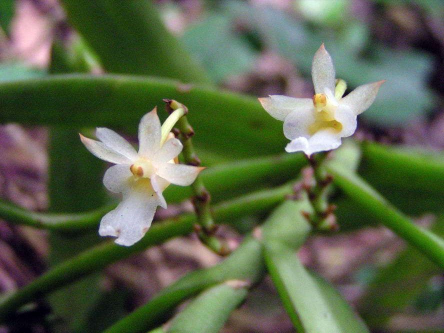 Calyptrochilum christyanum image