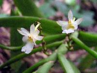 Image of Calyptrochilum christyanum