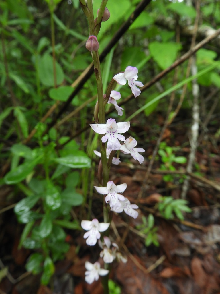 Cynorkis debilis image