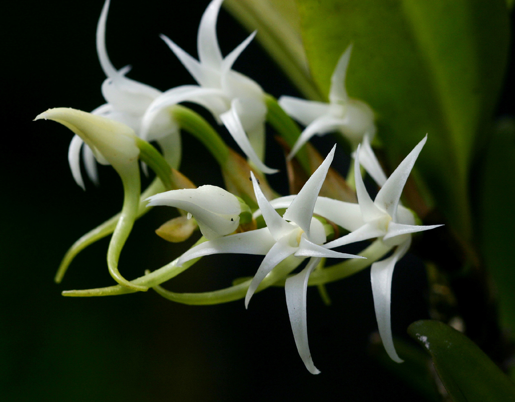Cyrtorchis arcuata image