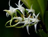 Image of Cyrtorchis arcuata