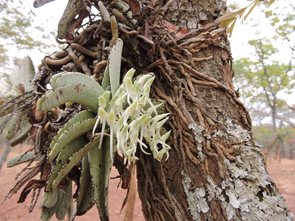 Cyrtorchis crassifolia image