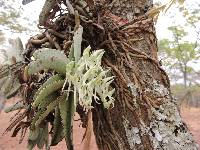 Image of Cyrtorchis crassifolia