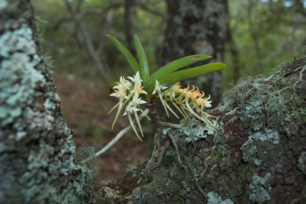 Cyrtorchis praetermissa image