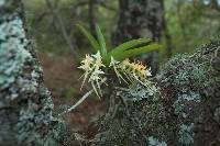 Image of Cyrtorchis praetermissa