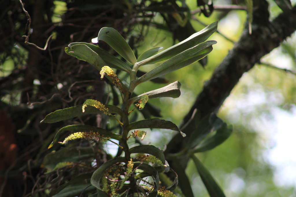 Diaphananthe odoratissima image
