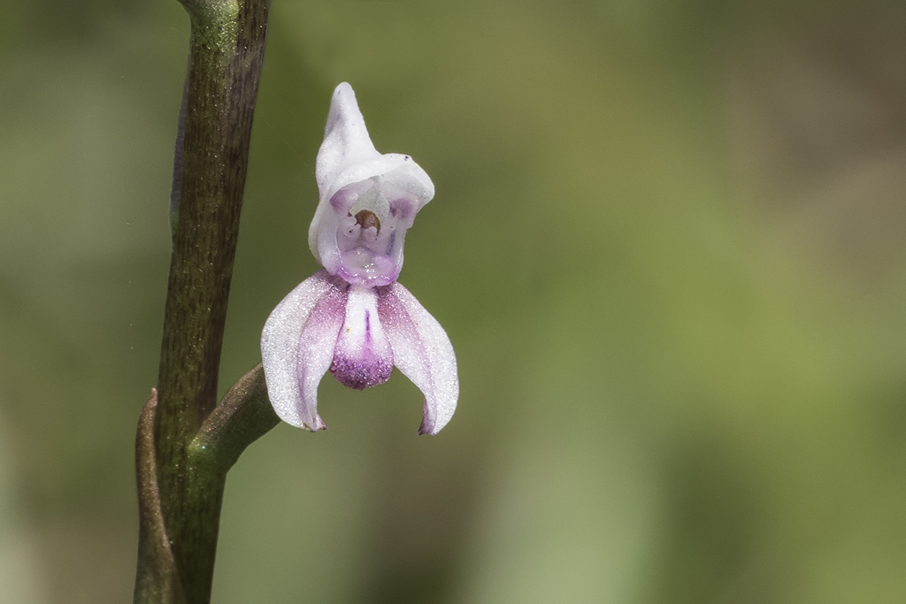 Disa aconitoides image