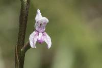 Image of Disa aconitoides
